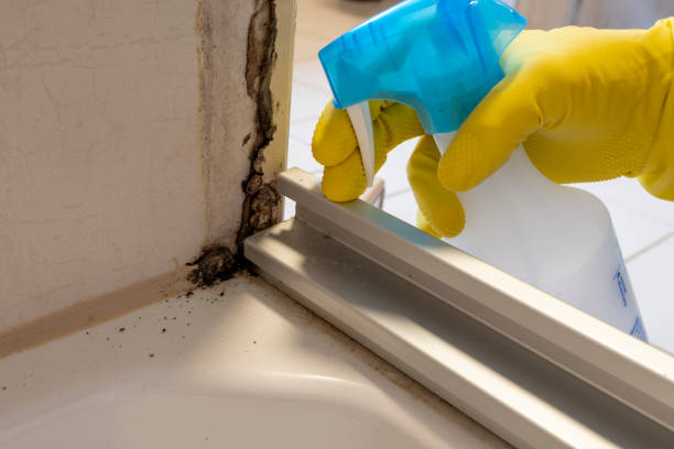Attic Mold Removal in Town And Country, WA