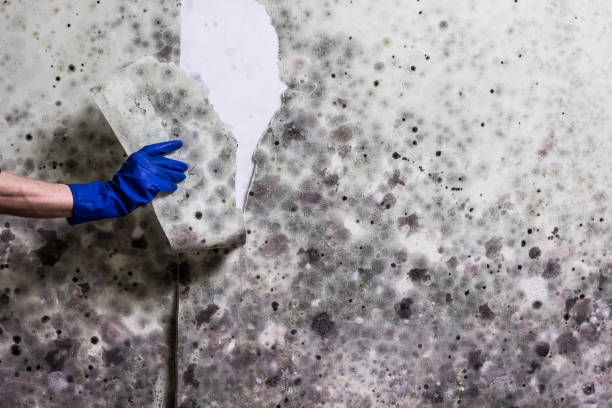 Best Same-Day Mold Removal  in Town And Country, WA