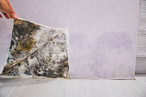 Best Home Mold Removal  in Town And Country, WA